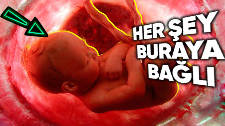 Yüz şeklimizi belirleyen temel