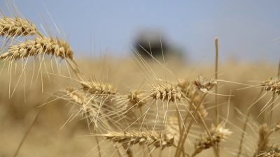 Karamanoğlu Mehmetbey Üniversitesi (KMÜ) ile