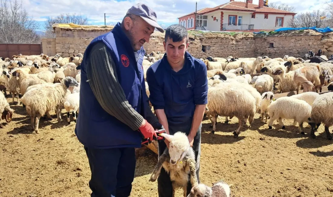 Karaman’ın Ayrancı ilçesinde küçükbaş