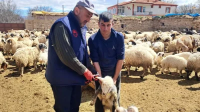 Karaman’ın Ayrancı ilçesinde küçükbaş hayvanlara