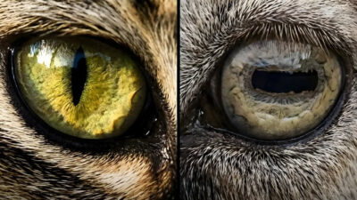 Doğanın Adaleti: Göz Bebeklerinde Saklı