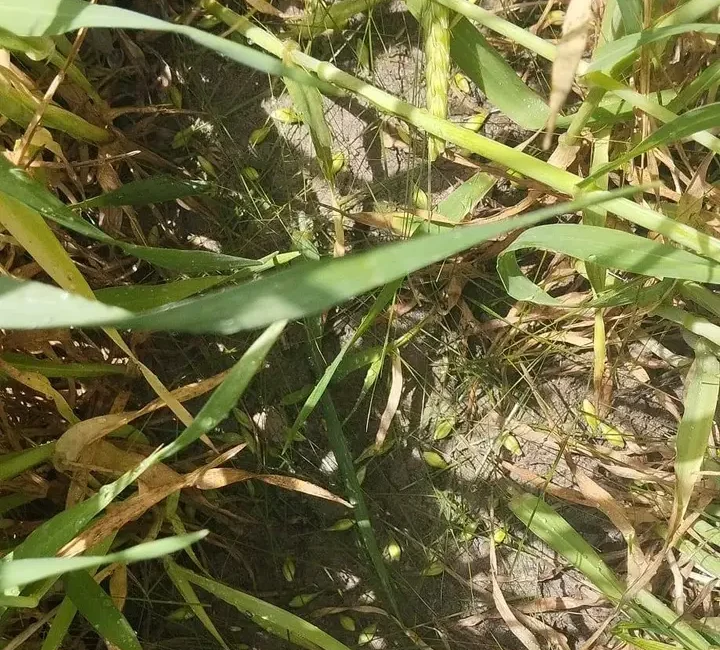 Karaman’ın Dinek Köyü’nde bugün öğle saatlerinde etkili olan dolu yağışının